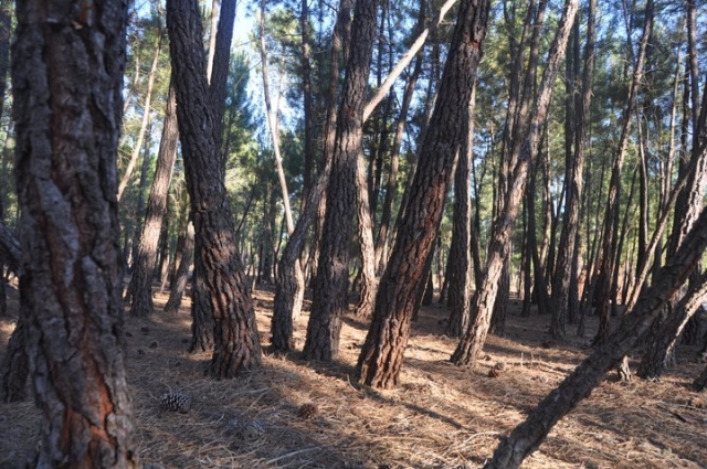 ruta entre los arboles